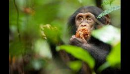 The  Daily Rotation – Disney’s Chimpanzee Review