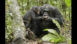 Chimpanzee (2012) – Popzara Review