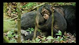 ‘Chimpanzee’ MediaStinger (Re)View