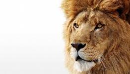 Apple OS X Lion debug flaw allows for login passwords to be viewed in plain text
